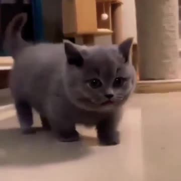Baby Cats - Cute and Funny Cat Videos #cat#tiktok#shorts
