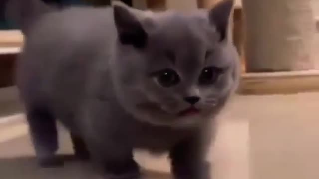 Baby Cats - Cute and Funny Cat Videos #cat#tiktok#shorts