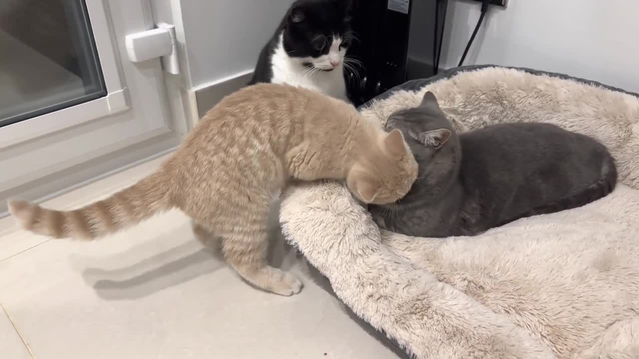 Kitten Adorably Wakes Up Cat And Demands Attention