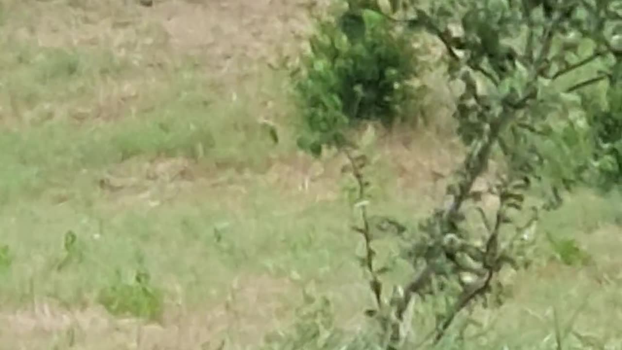 Find rabbit 🐇