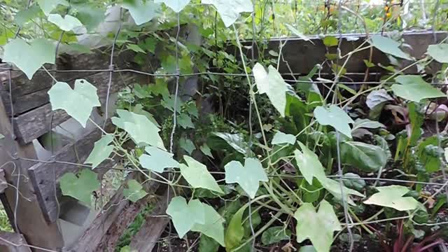 Harvesting Overripe Produce