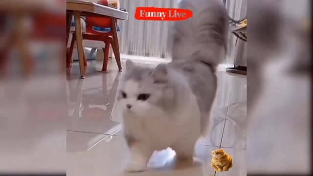 Baby Cats - Cute and Funny Baby Cat Videos Compilation 2022#