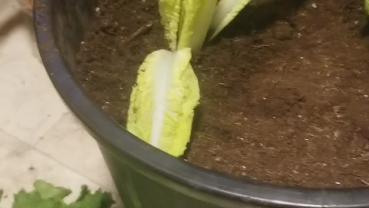 Lettus Jump Into This