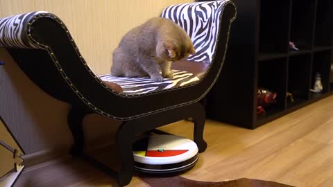 Hosico’s new servant!—VANiGO Robot Vacuum