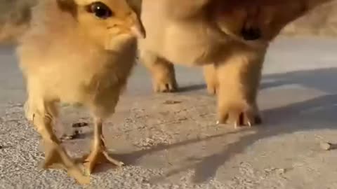 Puppy meets chicks. Cute reaction 🥰