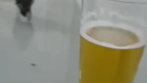 little bird that likes to drink beer