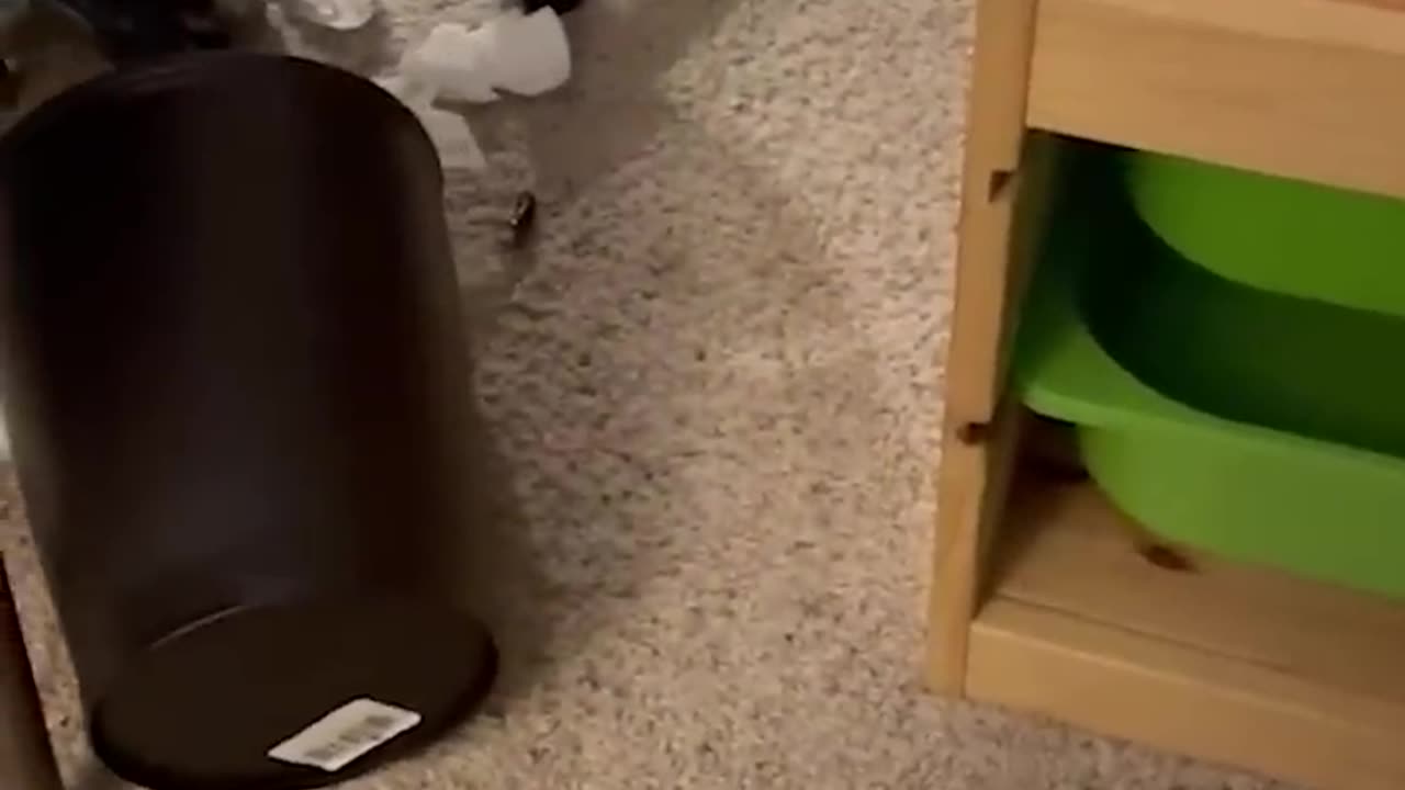 Funny animal
