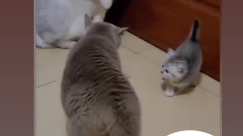 🐱 cat video funny cat 😂🐱🐈# video