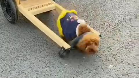 Wow, its So Sweet #shorts #viral #shortsvideo #video