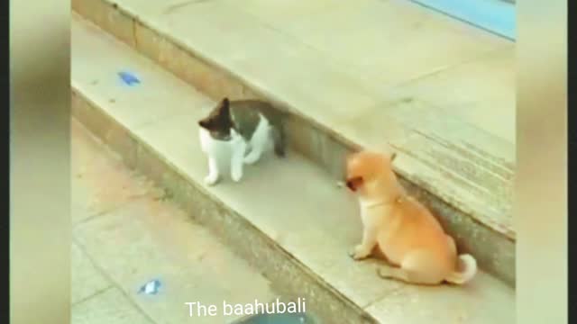 Dog 🐕 and cat 😺 funny video, funny video, dog and cat funny video 2023, comedy video, animal video,