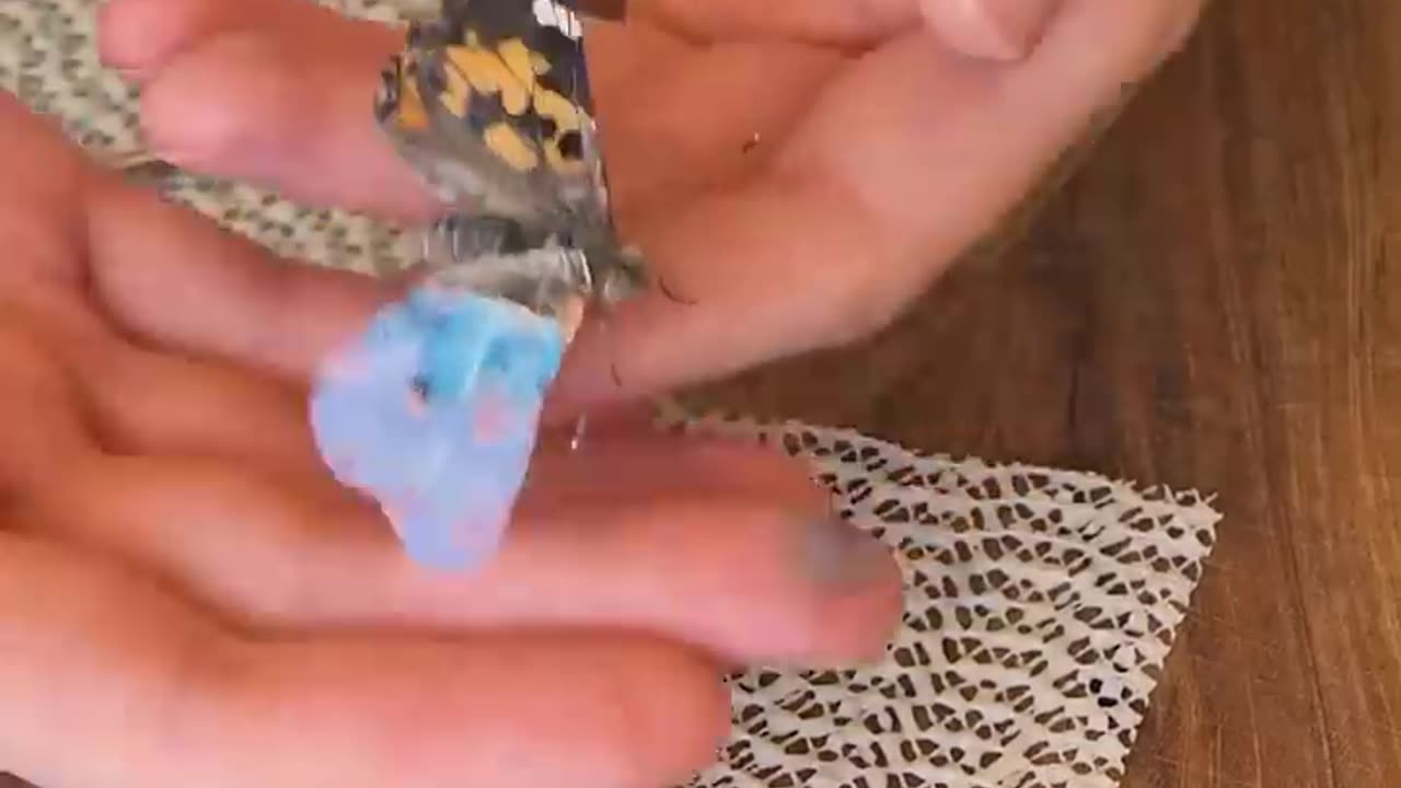 The most amazing rescue ever! She saved a butterfly and repaired its wing! 🦋