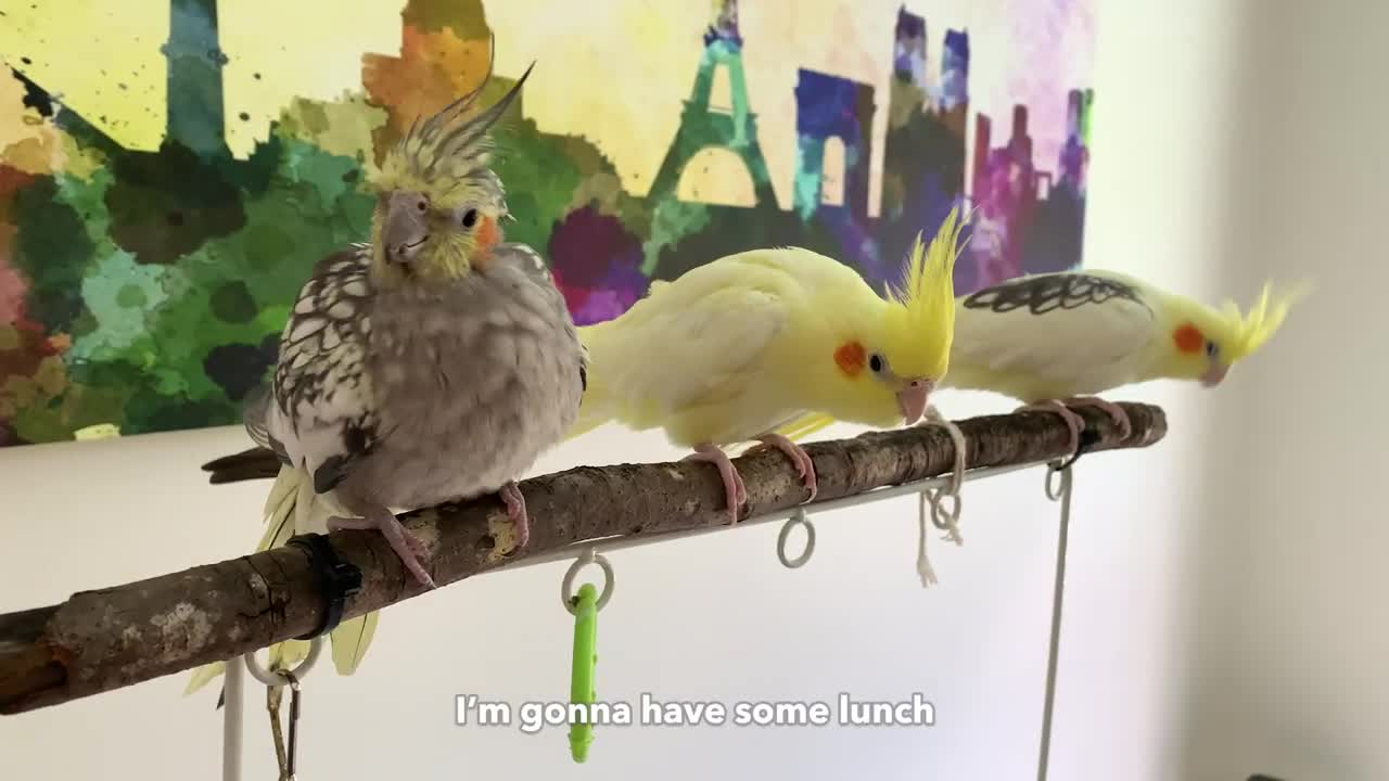 Boy Bird is Not As Brave As Girls to Sit on a Swing