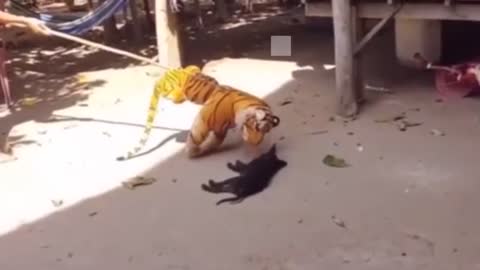 Cute Dogs Meeting a Tiger For the First Time | Super Dog