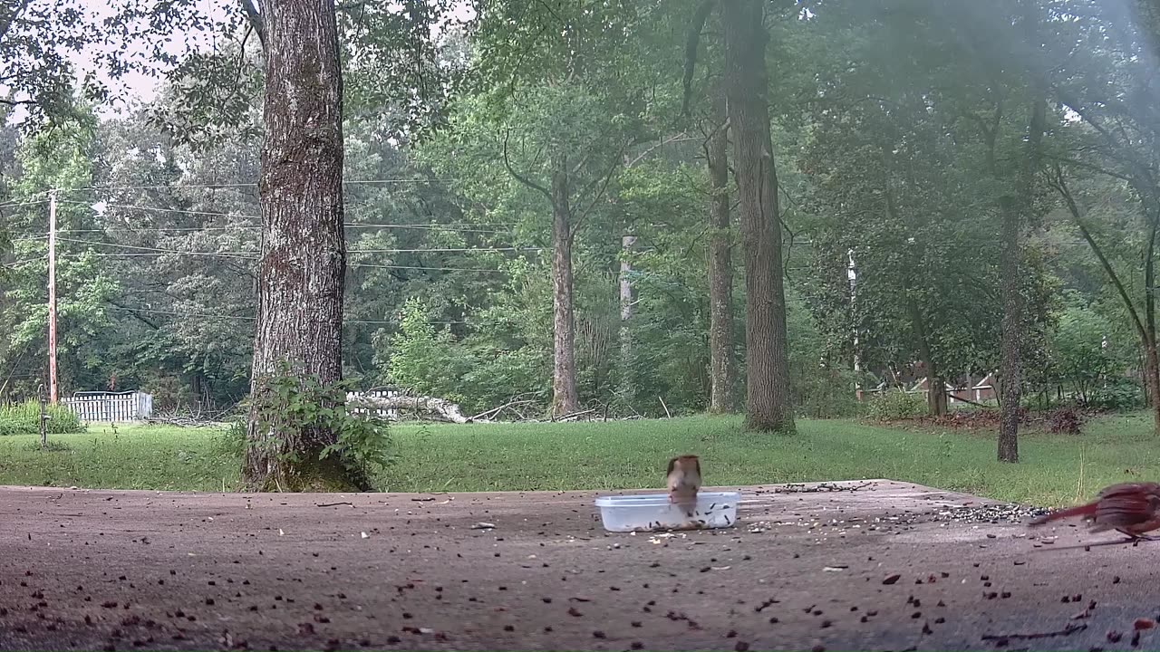 Red Birds eating seeds, bird watching