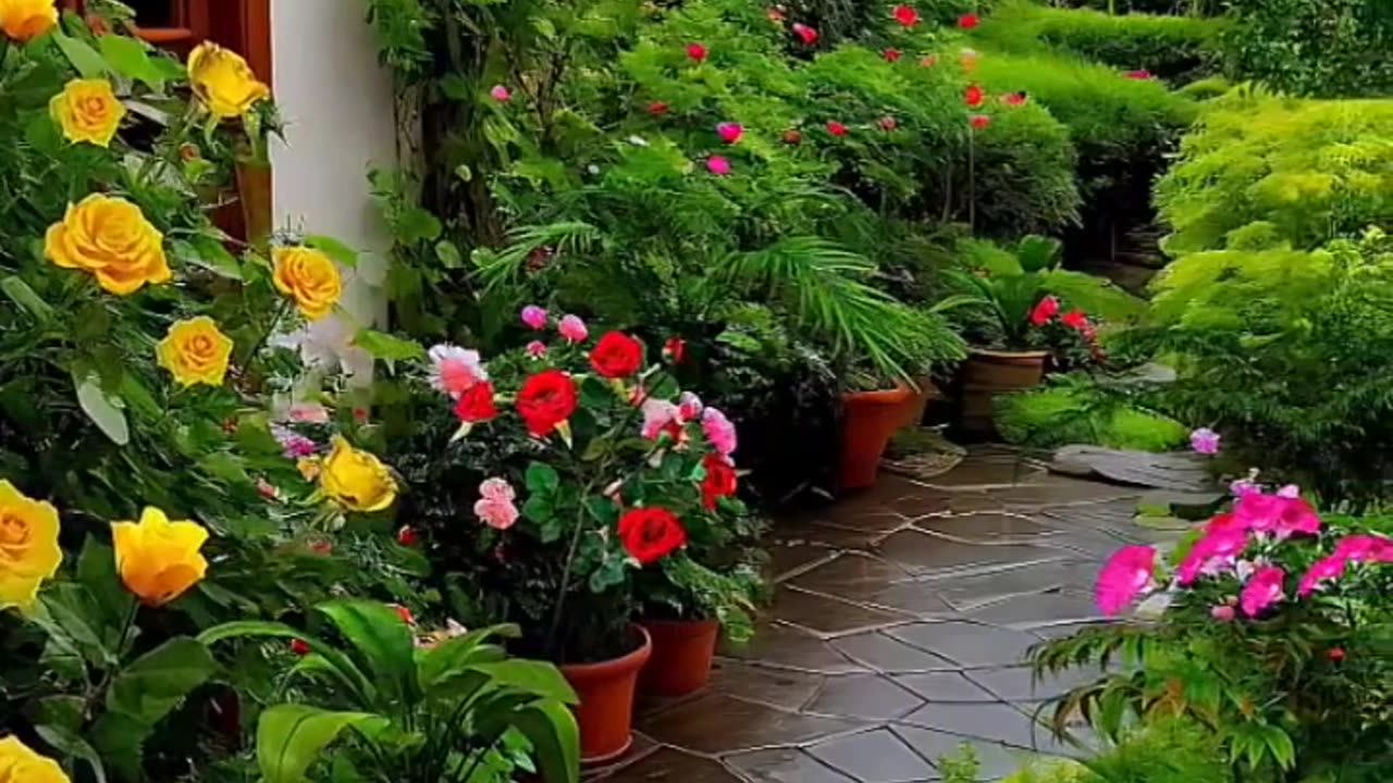 Most beautiful home gradan flower 🌹💐