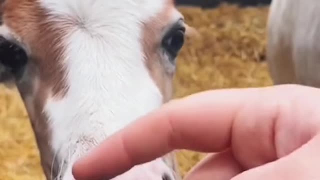 Very cute