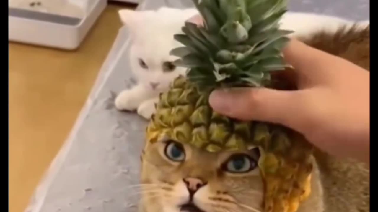 Animals😍