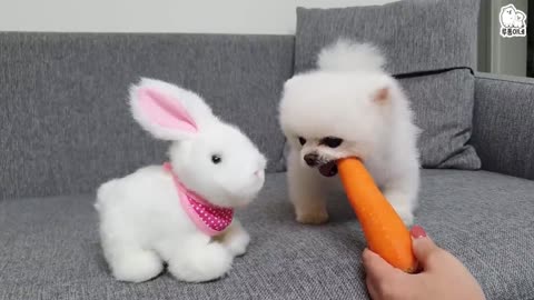 smart cute puppy