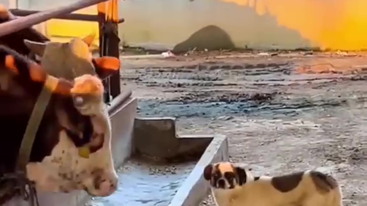 Funny animal video