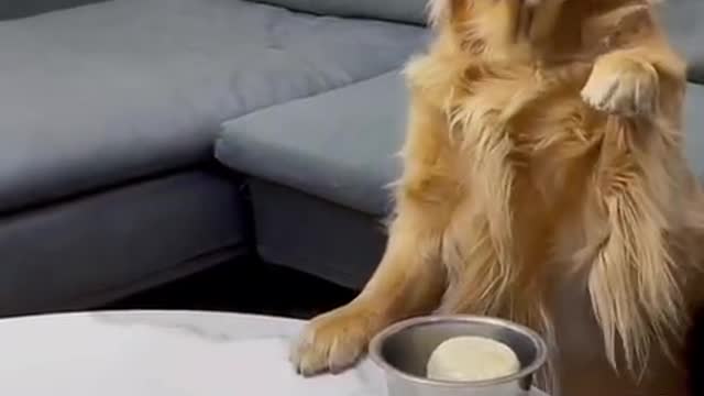 Seeing that the dishes were different, he actually left