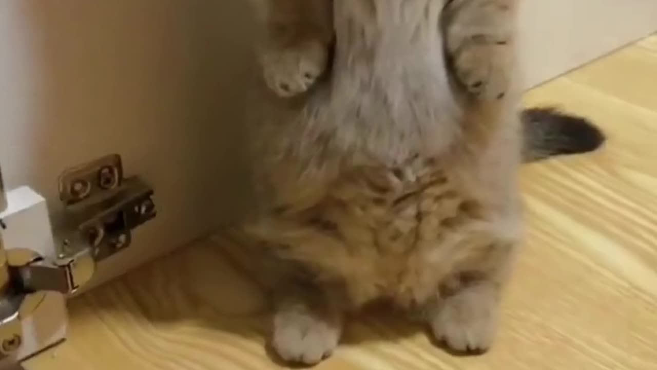 OMG! so funny cats videos ! funny animal videos 2023 ! animal lovers ! funny videos