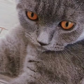 Cat is have wonderful day 😹😸🐈‍⬛🤣😺