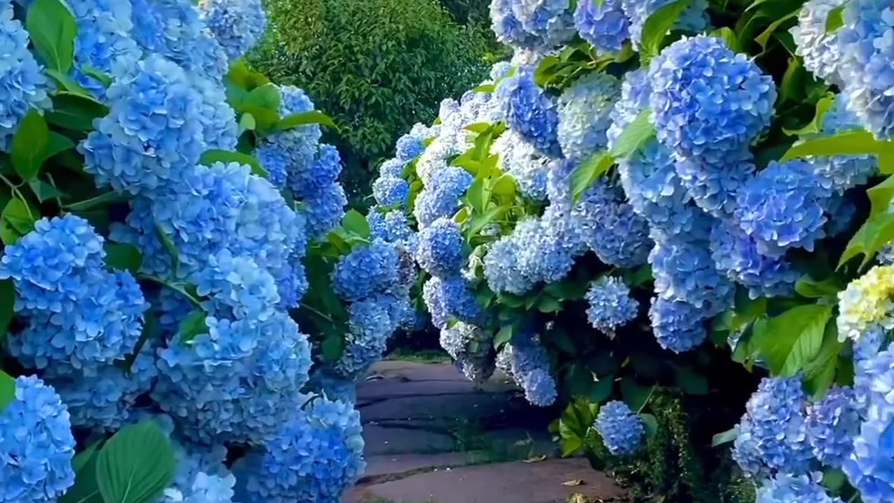 Beautiful flowers and grapes.