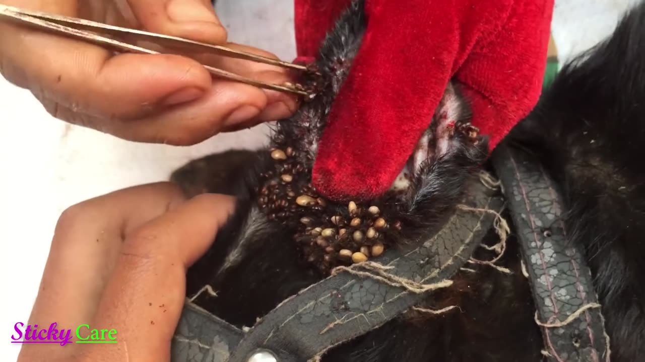 Dog Ticks Removing Clip