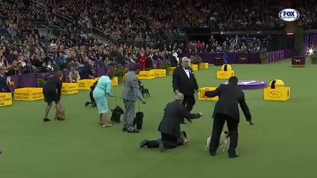 Watch 5 of the best WKC Dog Show moments to celebrate National Puppy Day