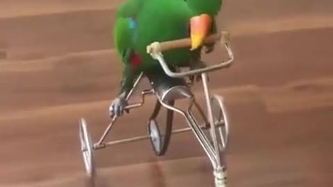 Parrot riding