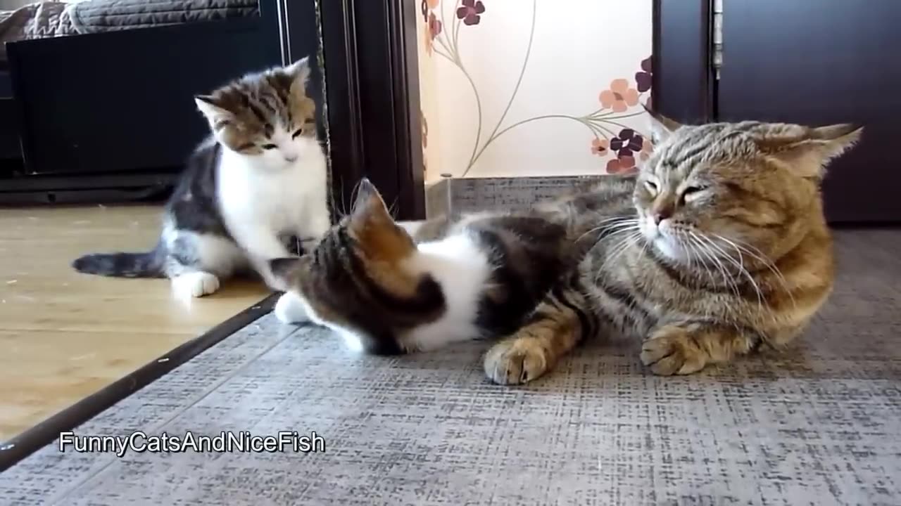 Funny Cats and Cute Kittens Playing Compilation for laugh