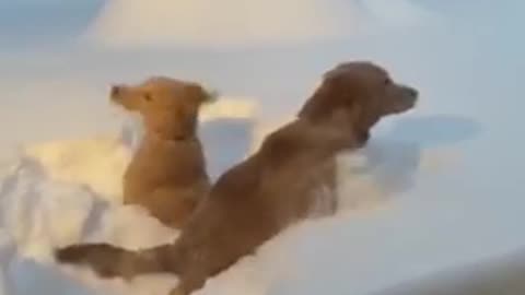 Two golden retrievers trying to dive in 2 ft snow || see how ❤️