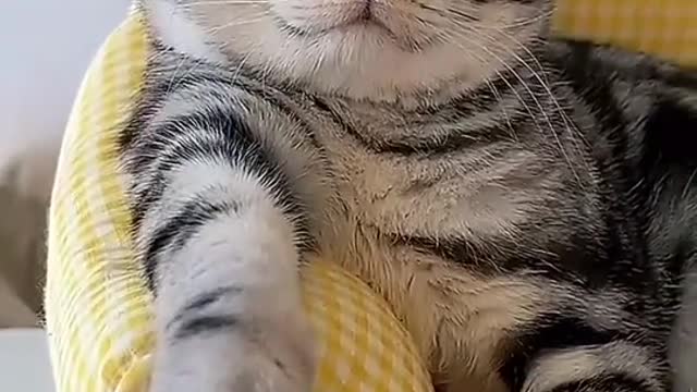 Cat multi-perspective posing.😘😘😘