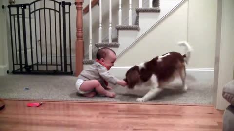 Adorable laughing baby and Cavalier King Charles playing game