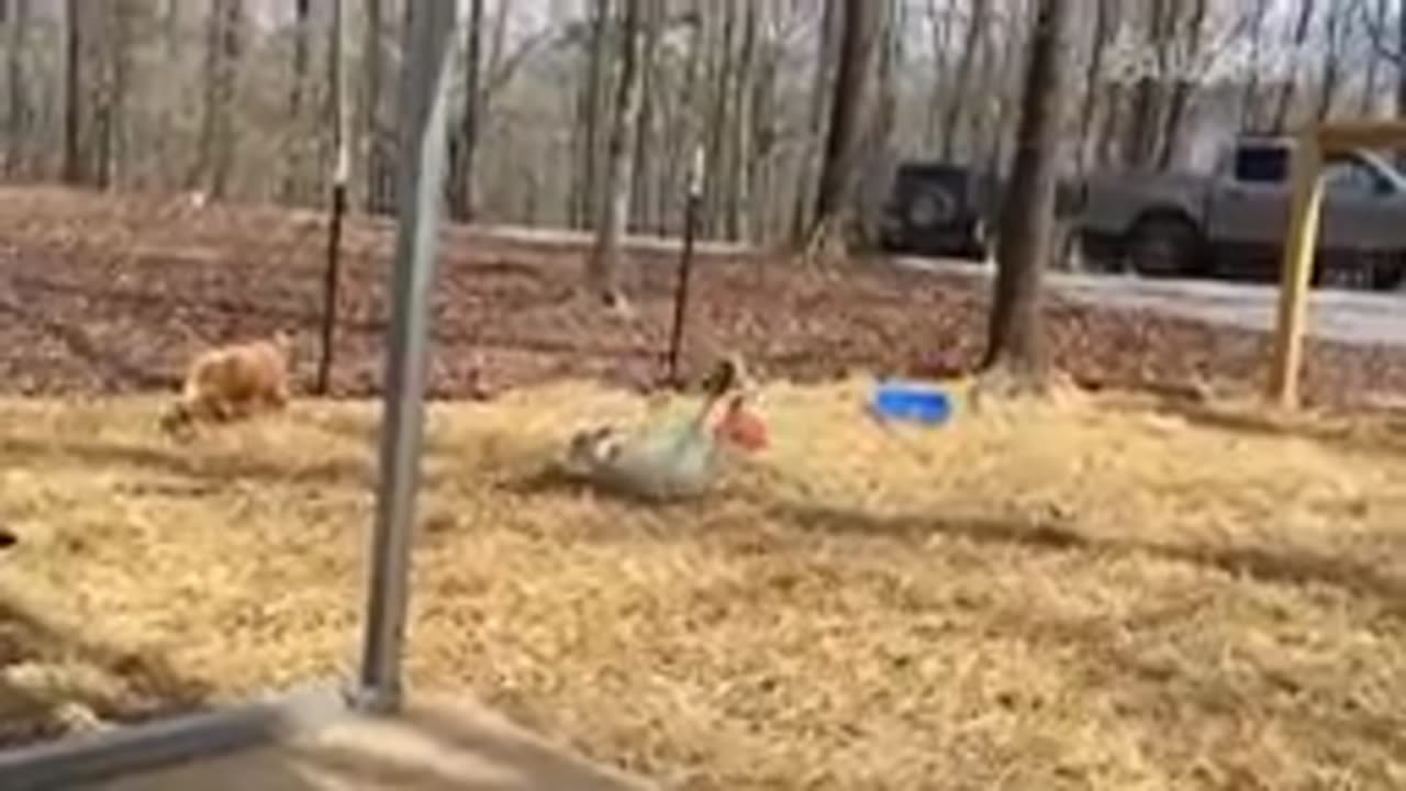 Great Funny Video