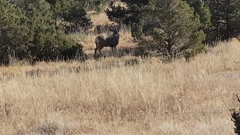 My Backyard Buck