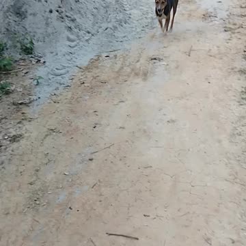 My tommy follow my order