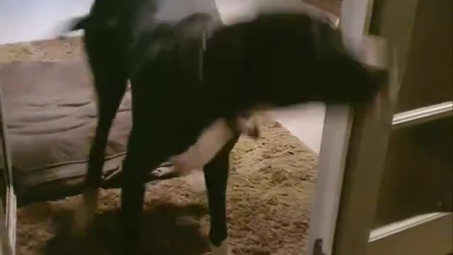 great dane says hallo