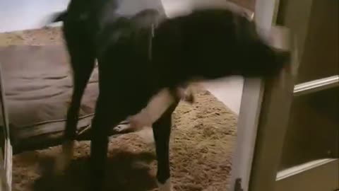 great dane says hallo