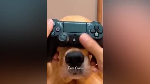 Funniest Animals 2023 😂 Funny Dogs and Cats Videos 😺🐶 Part