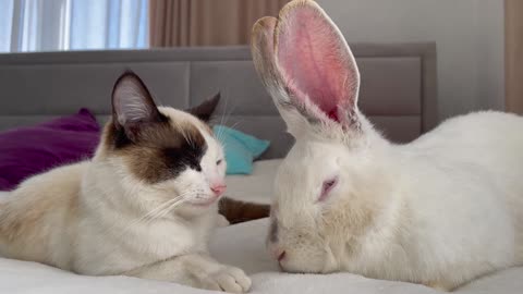 Funny Cat Reaction to Giant Rabbit