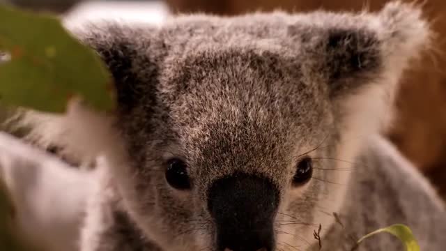 Australian koala eating eucalyptus