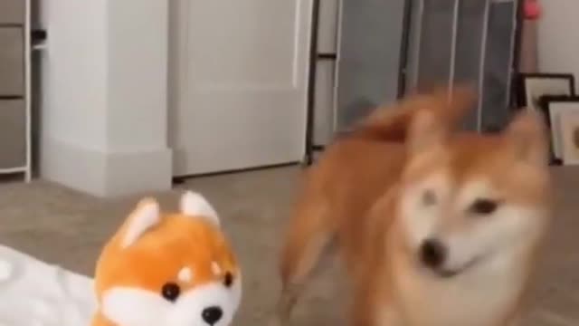 Dog Funny Reaction