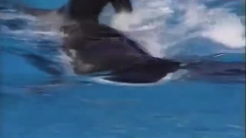 The Most Terrifying Killer Whale Attacks Marathon