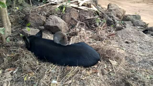 Cut dog and cat friends.