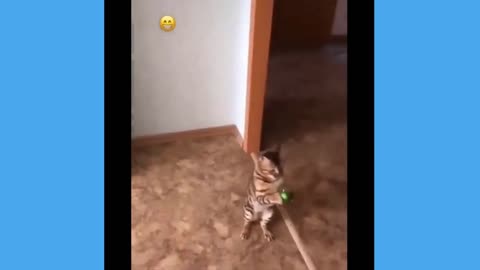 a cat catching the ball
