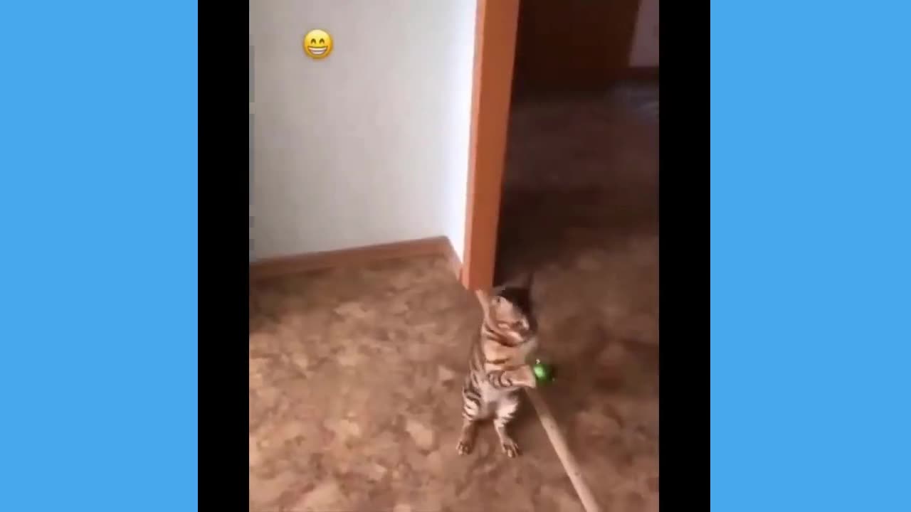 a cat catching the ball