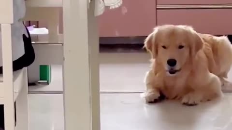 🐶Dogs FUNNY Life That Makes You Laugh😘 - Animals LOL Moments #funnyanimals #funnydogs #shorts