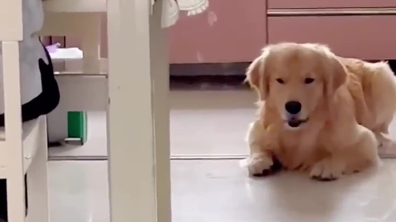 🐶Dogs FUNNY Life That Makes You Laugh😘 - Animals LOL Moments #funnyanimals #funnydogs #shorts