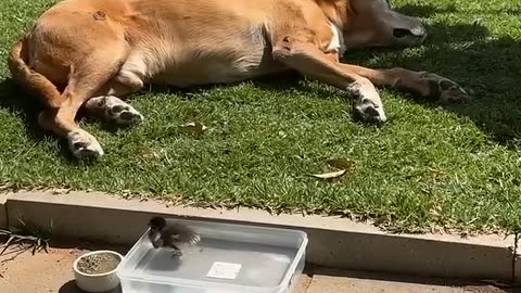 Guard dog on duty protecting his duckling